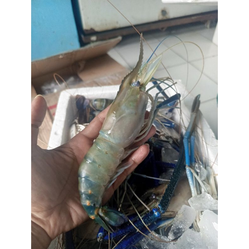 

Udang Galah Size Super Jumbo / Udang Galah Ukuran 4-7ekor per kg / Udang Galah / Udang Galah Jumbo / JABODETABEK / Udang Galah / Udang