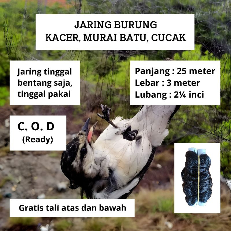 JARING BURUNG KACER 25 METER JARING PERKUTUT KUTILANG MURAI CUCAK IJO JARING BURUNG SIAP PAKAI