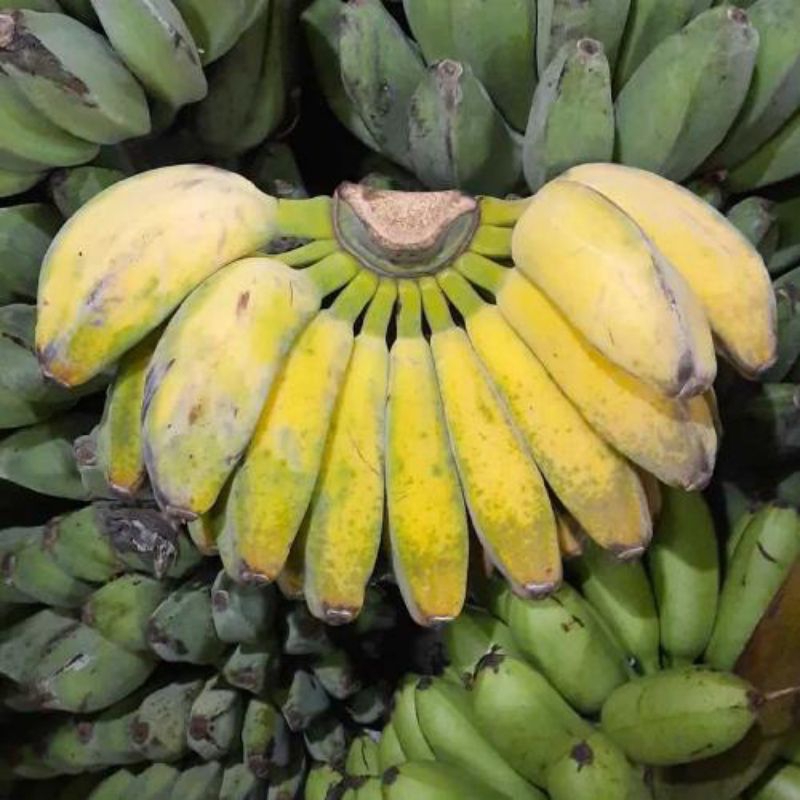 

pisang kepok | pisang olah | pisang goreng | pisang burung
