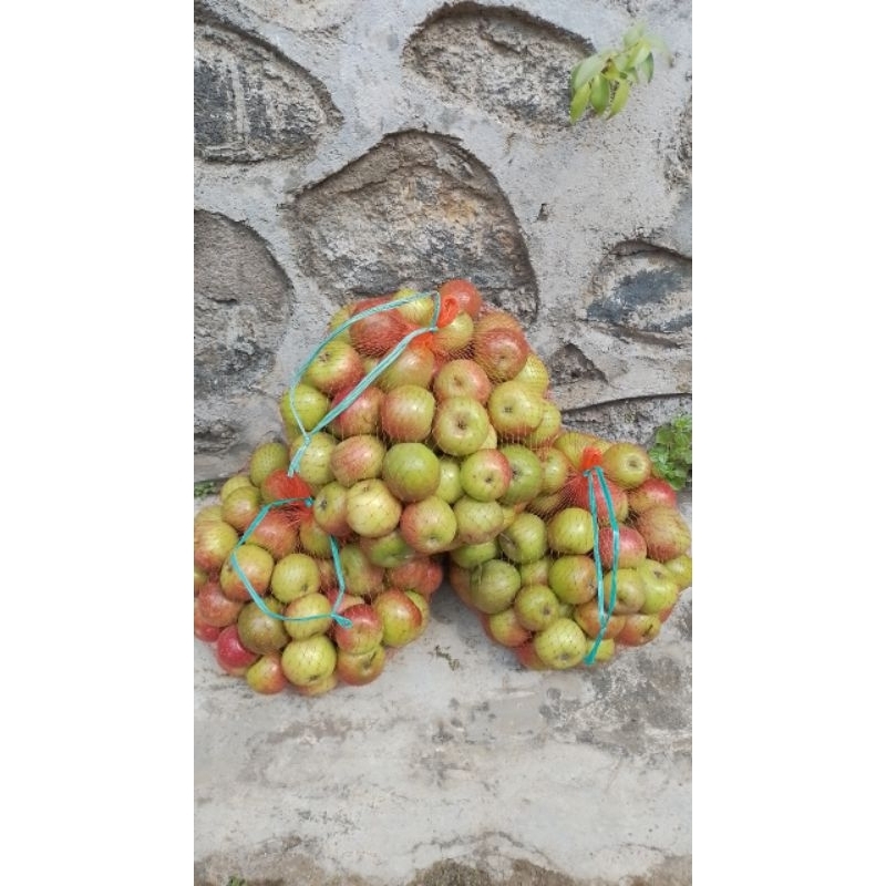 

Apel Romebeauty Mini 3kg cocok untuk jus