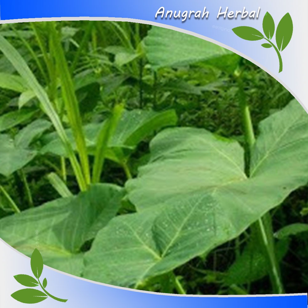 

10 lembar daun lompong-daun talas segar di ambil dadakan