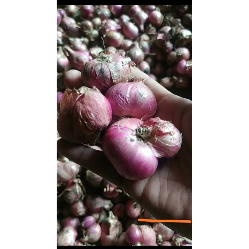 

Bawang merah