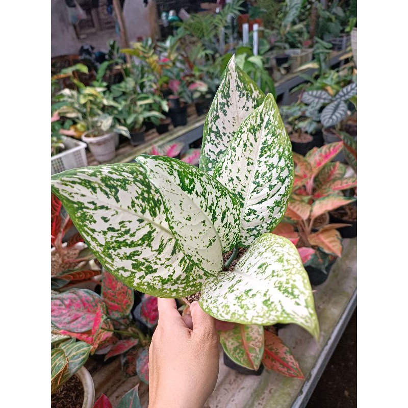 Aglonema Big Leaf