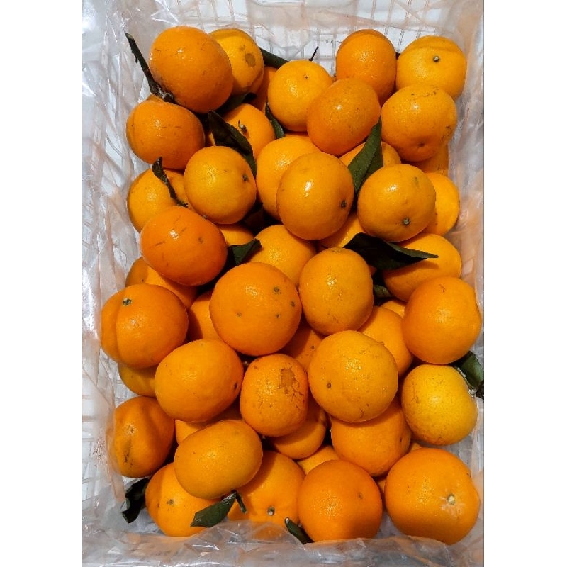 

ALID BUAH - 1 KG JERUK WOGAN BABY (12-13 Buah)
