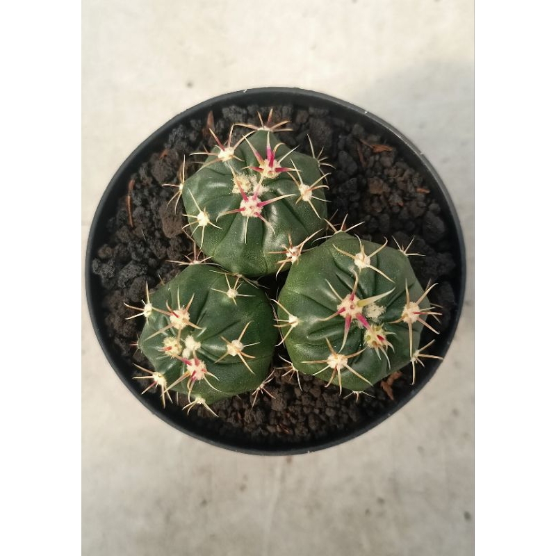 Kaktus fero ownroot ferocactus