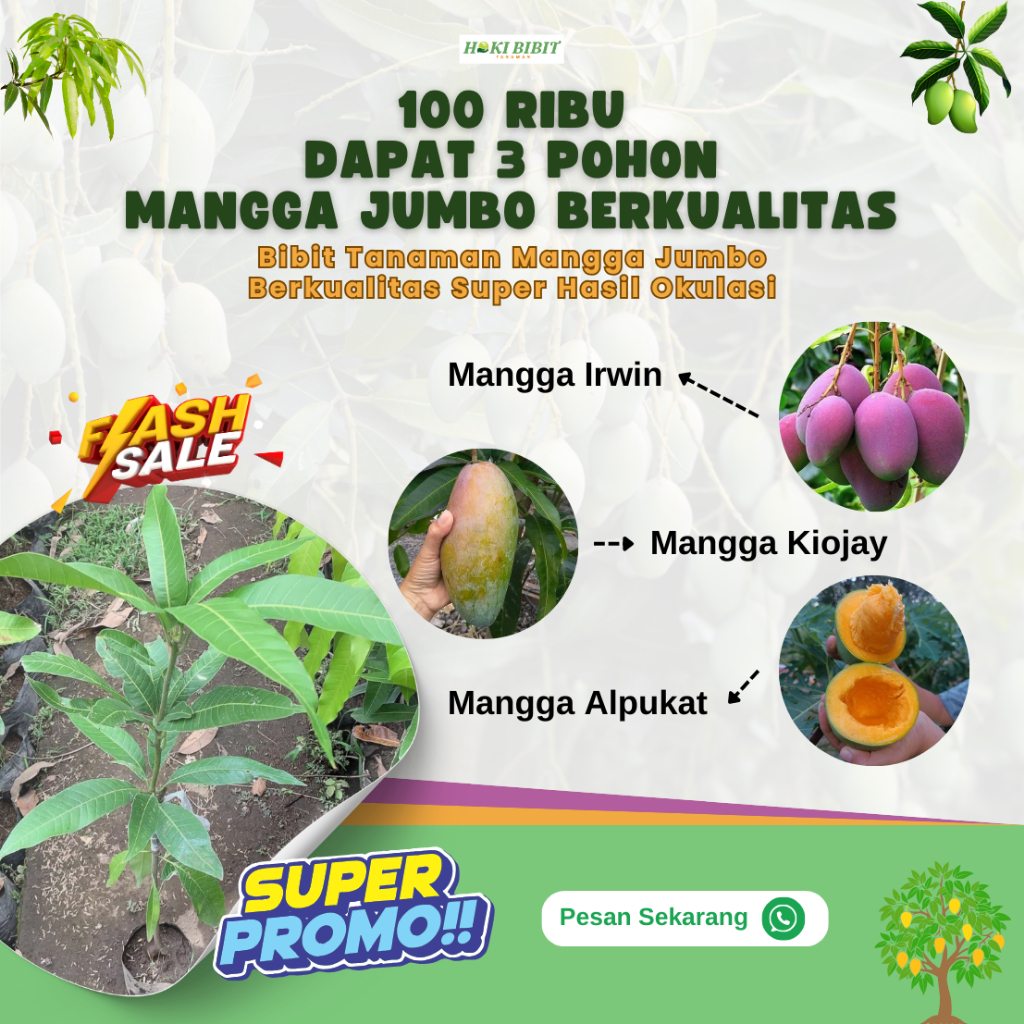 PAKET HEMAT 3 Jenis Bibit Tanaman Mangga Jumbo Berkualitas Jenis Irwin, Kiojay, Alpukat