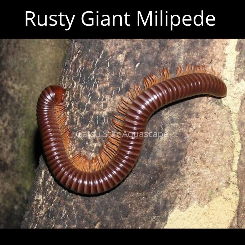 Termurah Giant Milipede Kaki Seribu Besar Jumbo Paludarium Vivarium Terarium