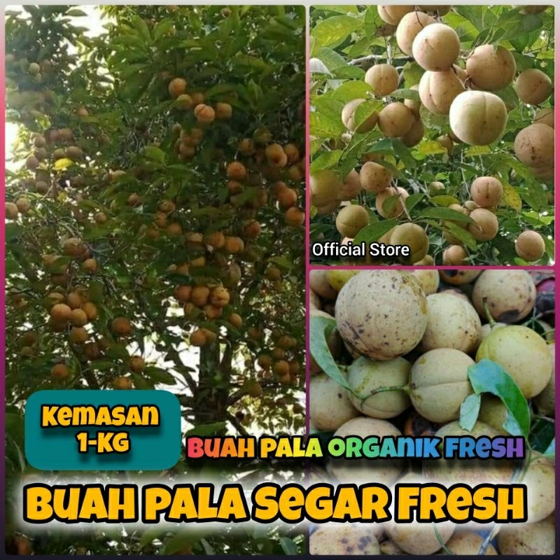 

1-Kg Buah Pala Fresh / Buah Pala Fresh