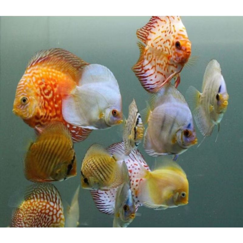 Berbagai Jenis Discus //ikan hias aquarium