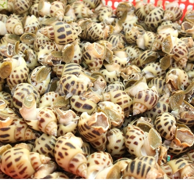 

Keong Macan Hidup Live Keong Macan Segar 1Kg