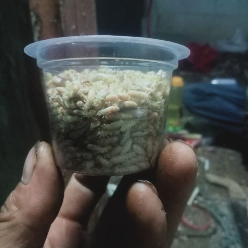 pua/warangas/umpan/pancing/wader/silaru/hidup/umpan/jitu