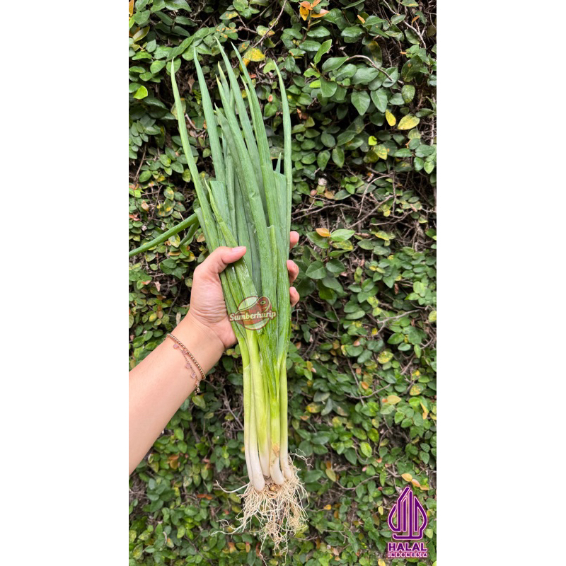 

BAWANG DAUN FRESH 150gr