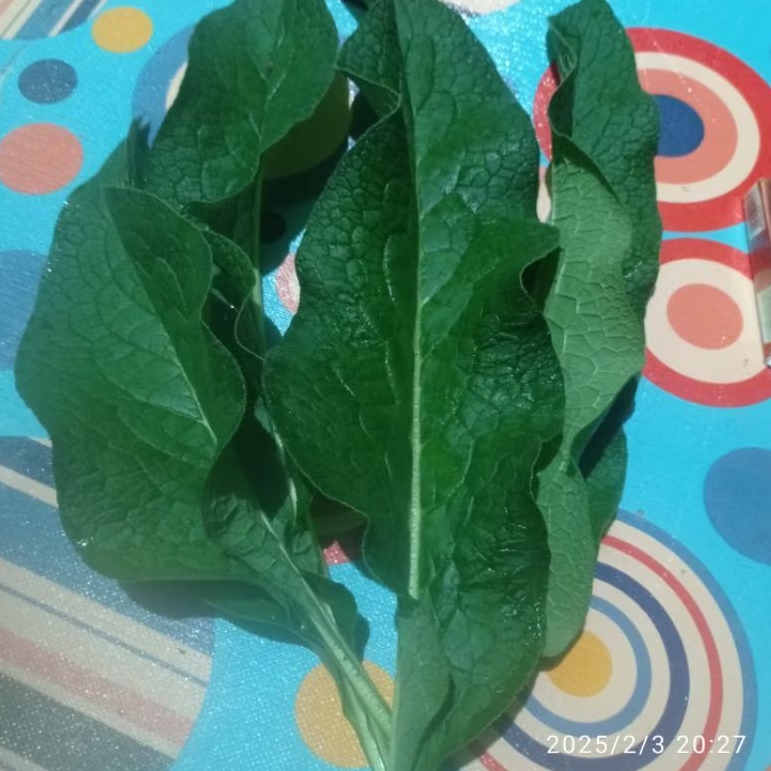

Daun segar kofrey per25lembar