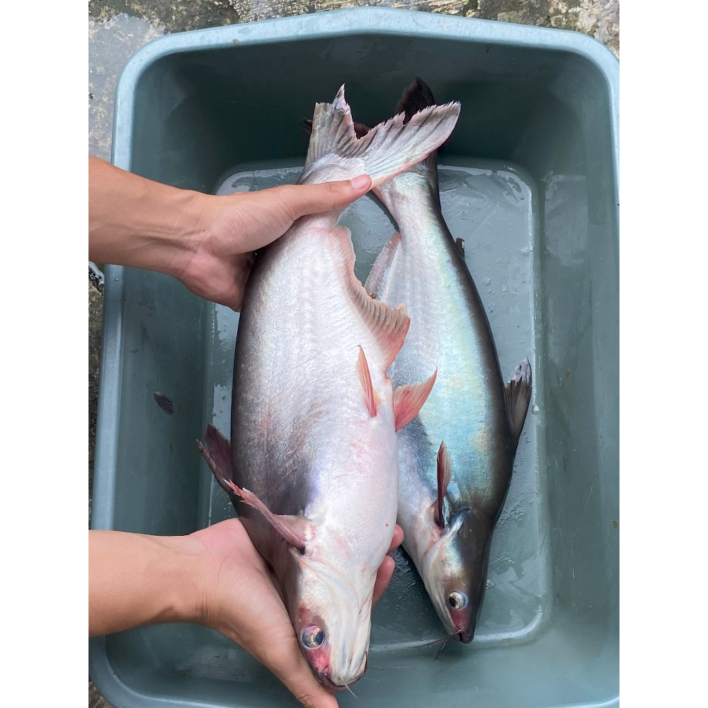 

Ikan Patin Segar Fresh 1,5 Kg Pangasius