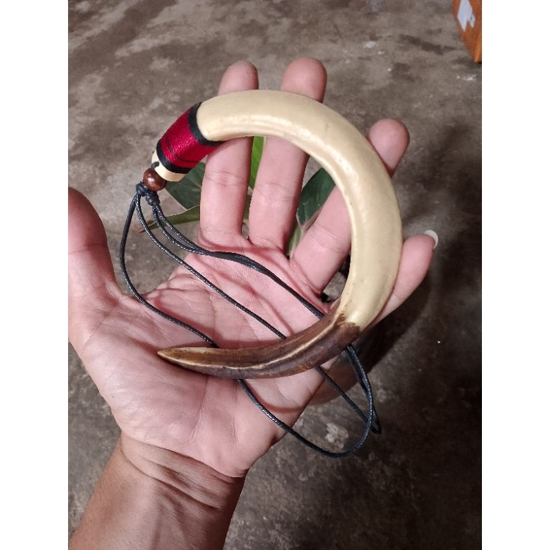 kalung taring babi setengah lingkaran