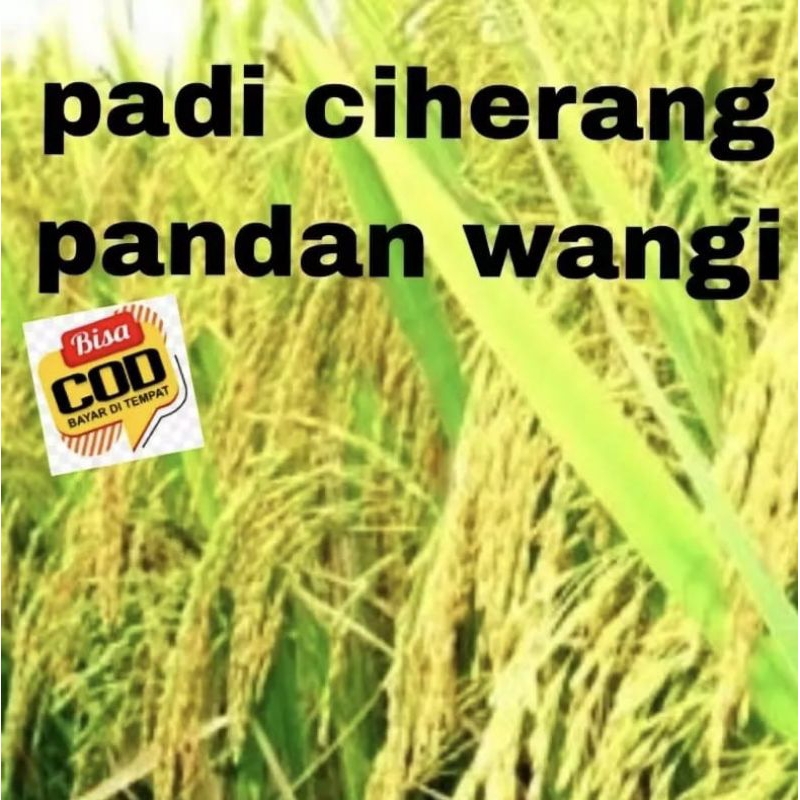 BIBIT PADI CIHERANG PANDAN WANGI KEMASAN 5KG