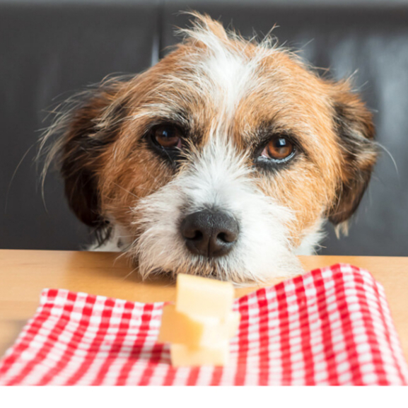 Cheese & Butter - Edam, Mozzarella, Buffalo, Cottage, Mascarpone, Almond - Dog Cat Treats Food Keju 
