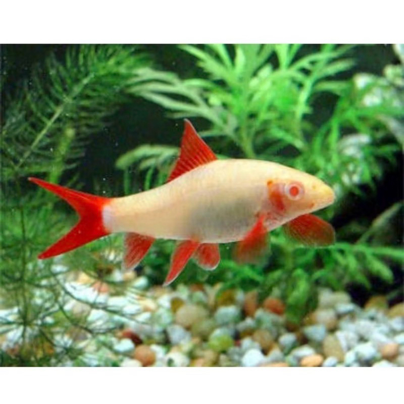 hiasan kaca aquarium ikan redfin shark albino 5-6cm