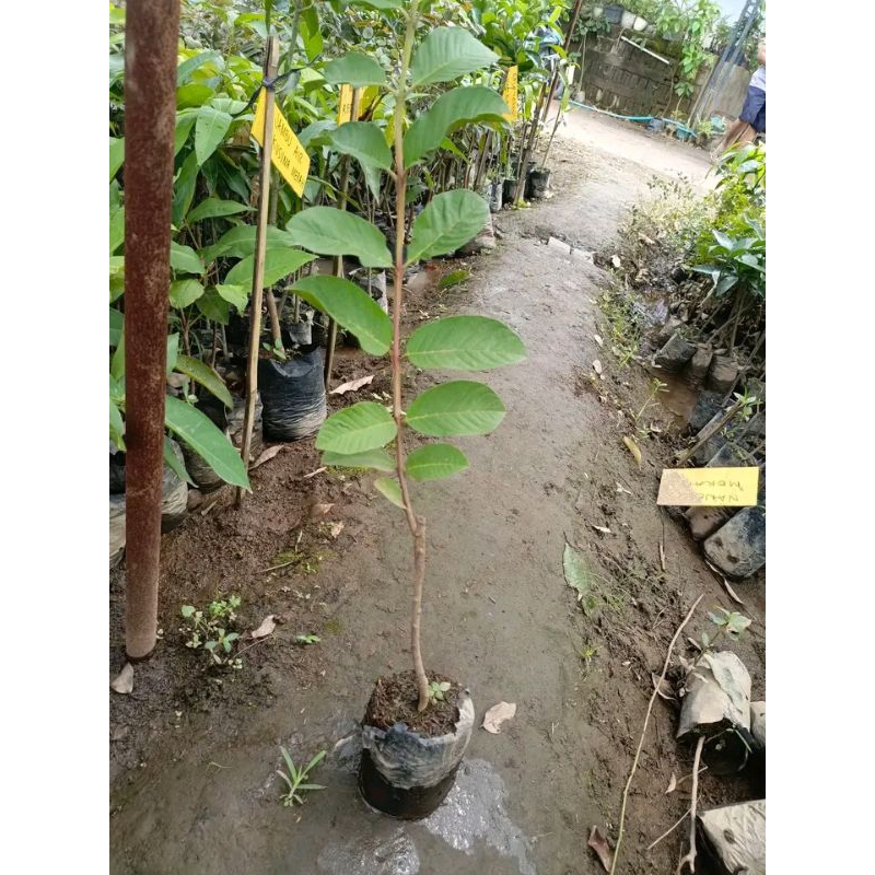 

jambu kristal merah
