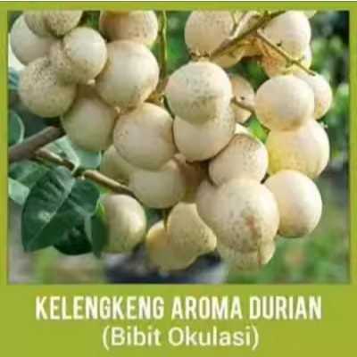 Bibit Kelengkeng Aroma Durian Asli Hasil Okulasi Cepat Berbuah FREE PUPUK NPK