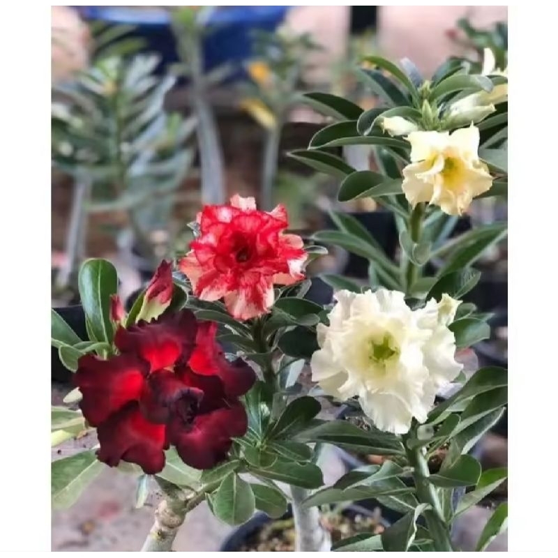 TANAMAN HIAS ADENIUM KAMBOJA JEPANG BUNGA TUMPUK// 4 WARNA TANAMAN HIAS ADENIUM KAMBOJA JEPANG BUNGA