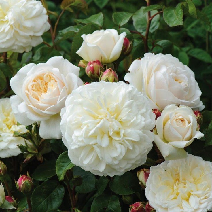 Mawar Import Tranquillity - David Austin Rose