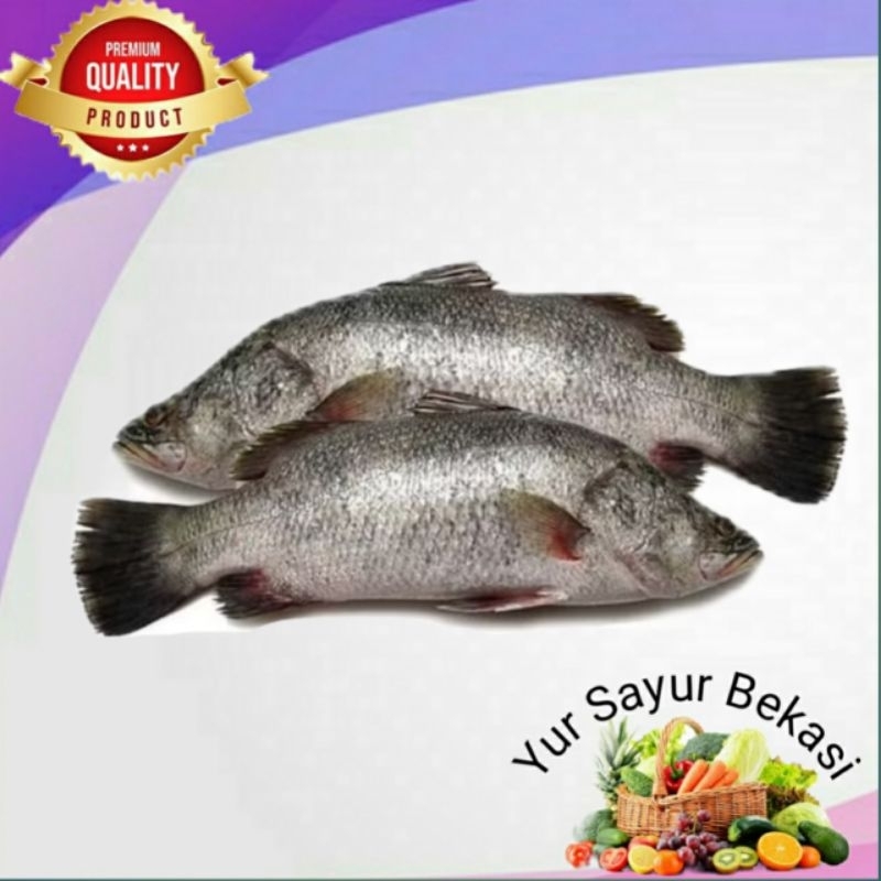 

Ikan Kakap Segar 500gr.