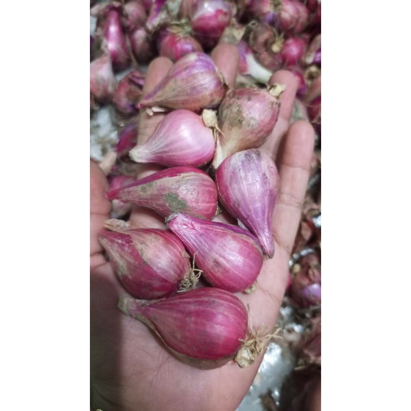 

Bawang merah lokal superan BESAR, fress segar 500 g