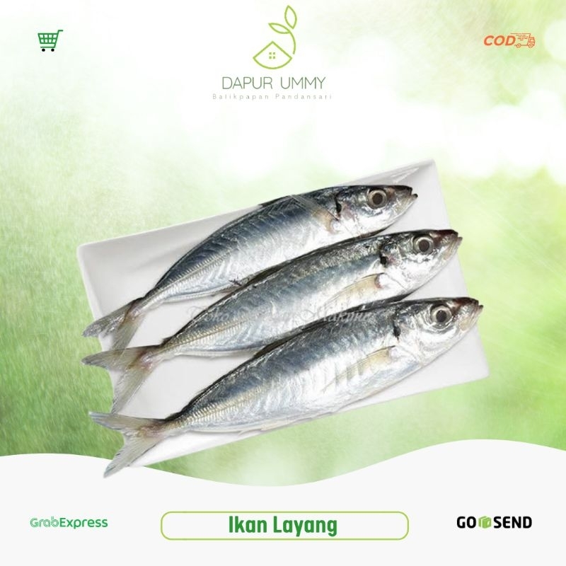 

LAYANG | Ikan Layang Segar