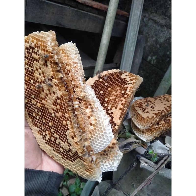 

larva lebah madu 500 gram