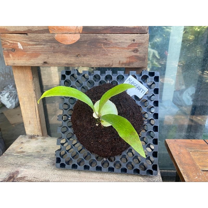 Platycerium Maserati