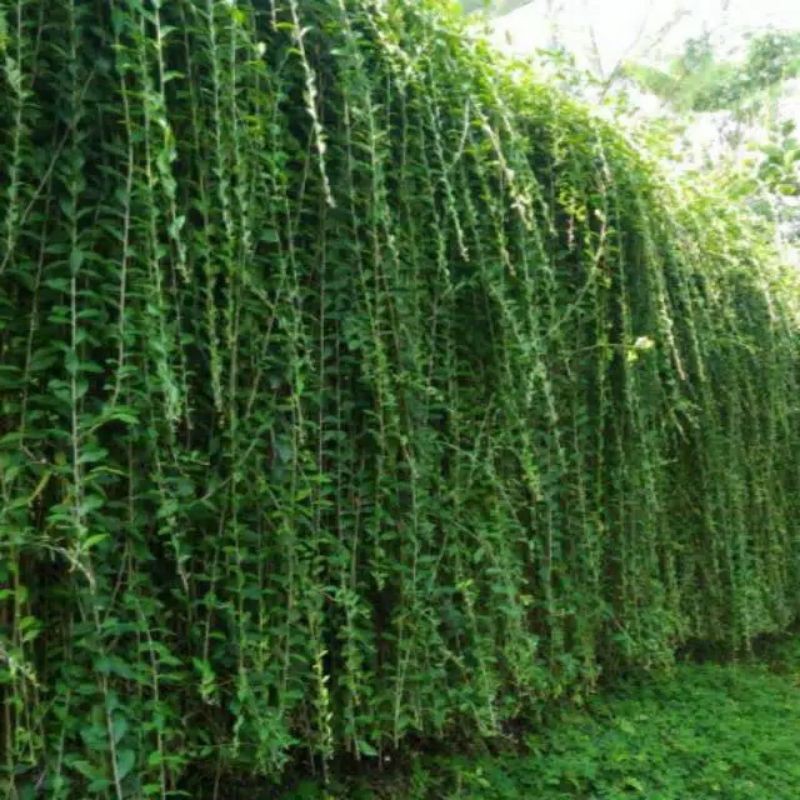 Tanaman hias lee kwan yew / li kwan yu / le kwan yu tanaman menjuntai