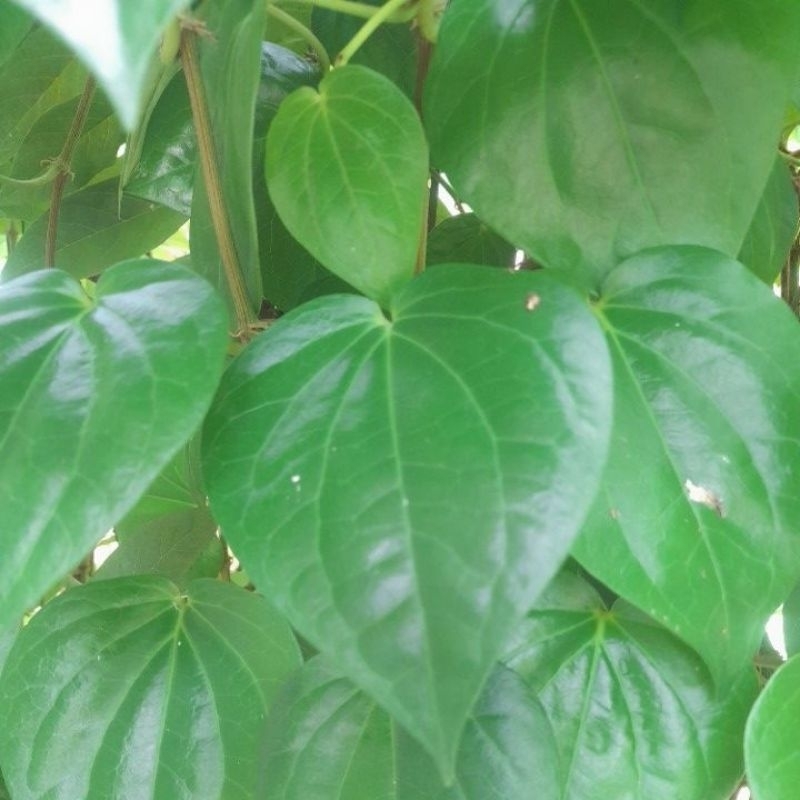 

daun sirih herbal