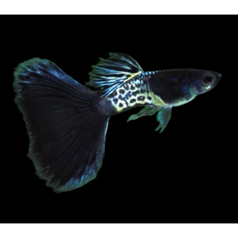 Hiasan-aquarium-guppy-mssbt