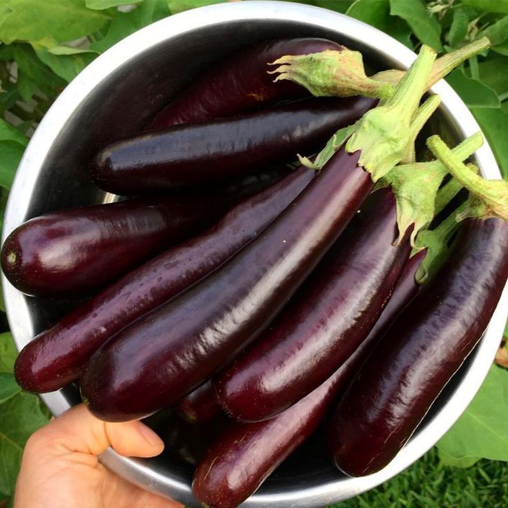 

Terong Ungu - Sengkuang Kepahiang Bengkulu