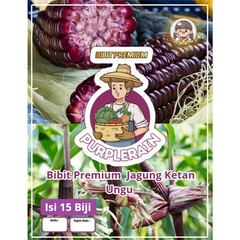 Bibit Premium Jagung Ketan Ungu | Biji Benih Jagung Ungu | Jagung Pulut