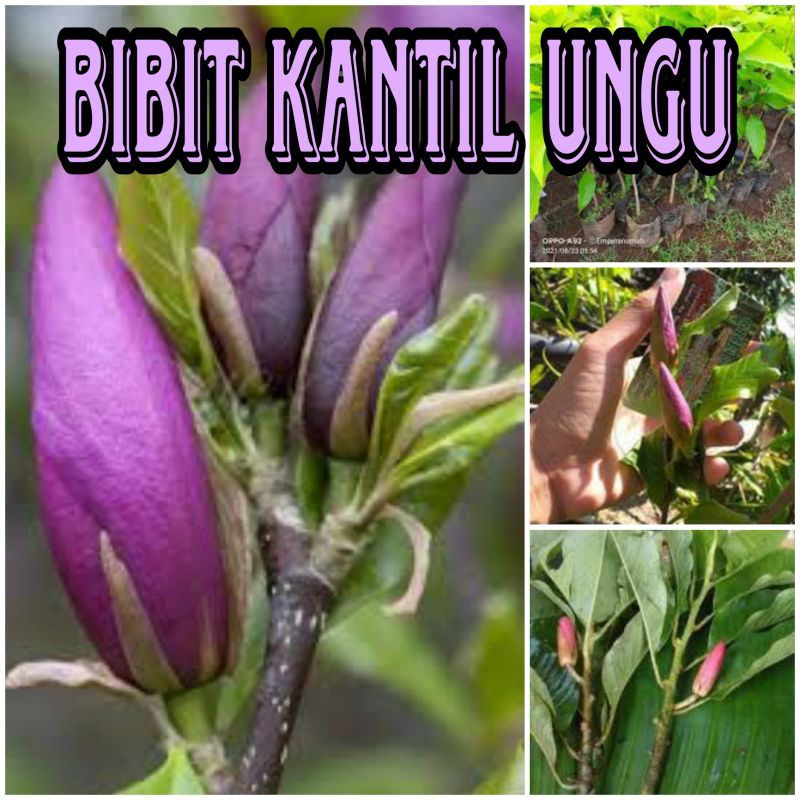 PROMO BIBIT BUNGA KANTIL UNGU ASLI