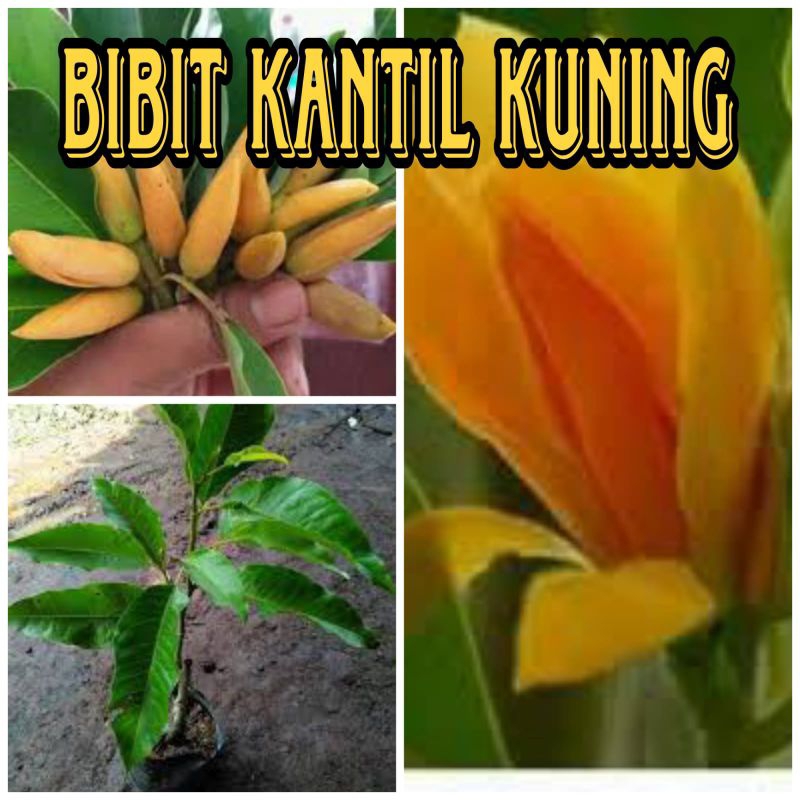 PROMO BIBIT BUNGA KANTIL KUNING ASLI