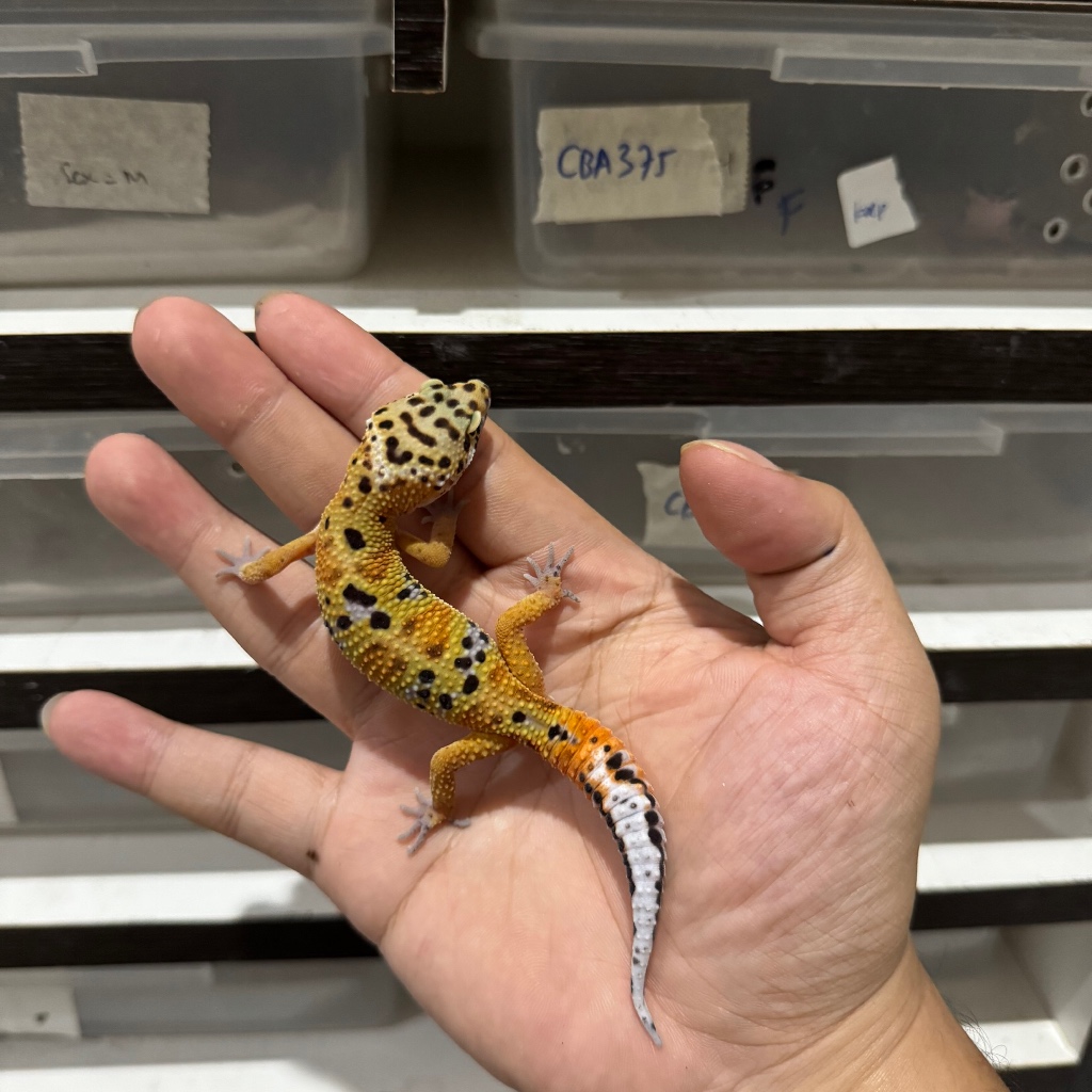 EMERINE BLACKNIGHT LINE HET TREMPER MALE CBA329 Mainan Anak Lucu Jinak Gecko Geko Leopard Gecko