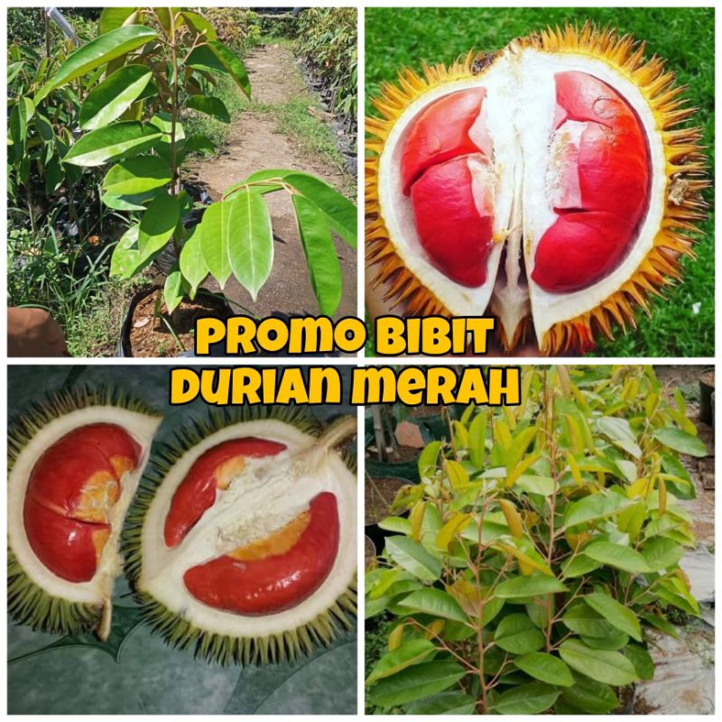 PROMO BIBIT DURIAN MERAH ASLI