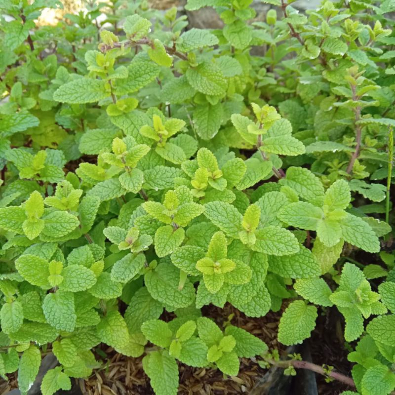 Tanaman herbal dan rempah daun aple mint/apple mint untuk minuman