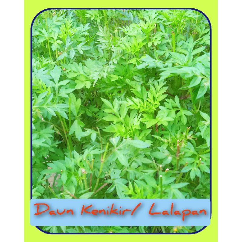 

Daun Kenikir, Sayuran Lalapan perikat