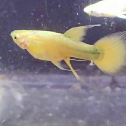 Hiasan Akuarium Guppy GOLD Ribbon