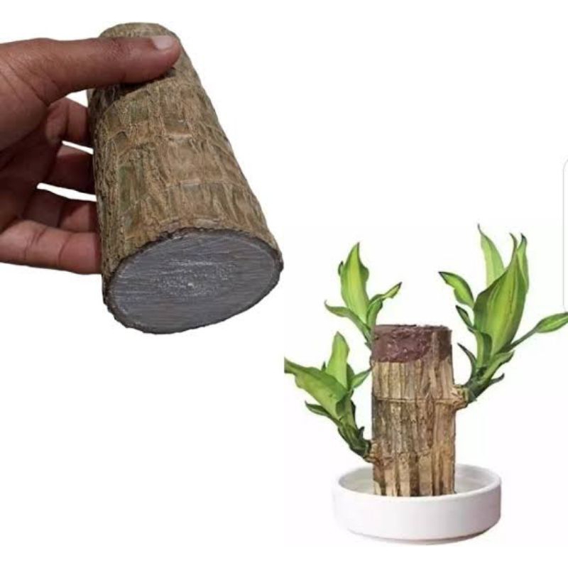 BRAZILIAN WOOD BAHAN BONSAI
