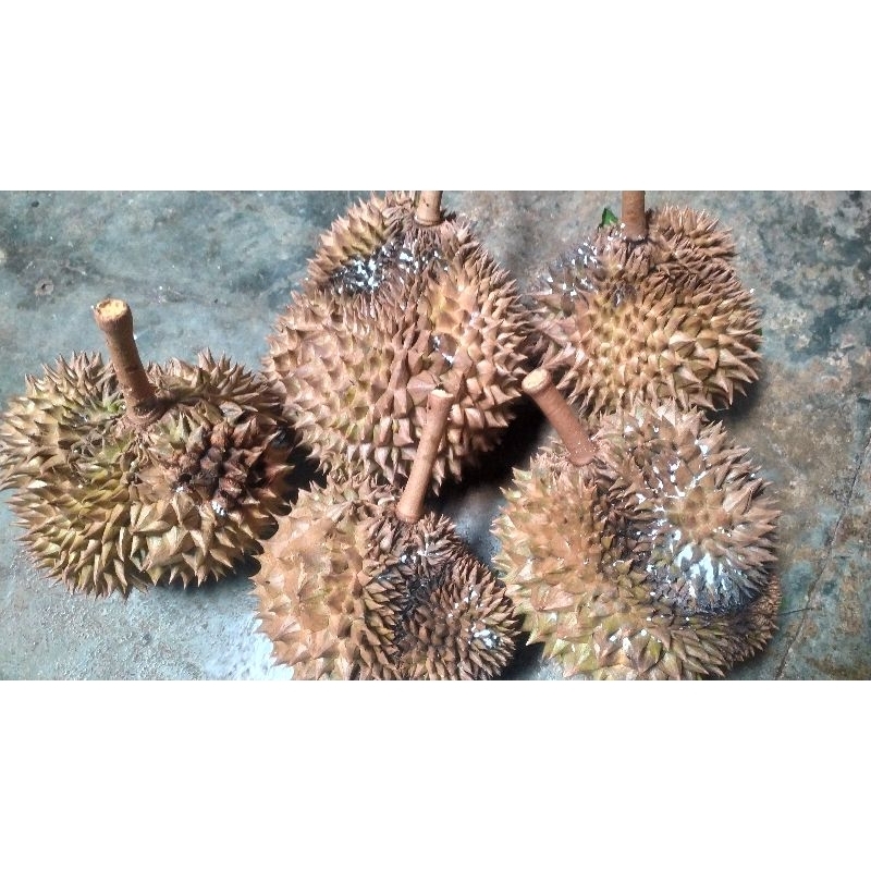 Durian Montong Utuh Seven Hoki