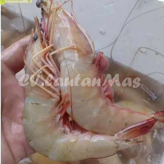 Udang Peci 1Kg Udang Peci Segar Udang Jerbung Udang Besar Udang Jumbo Seafood Udang Laut Udang Segar