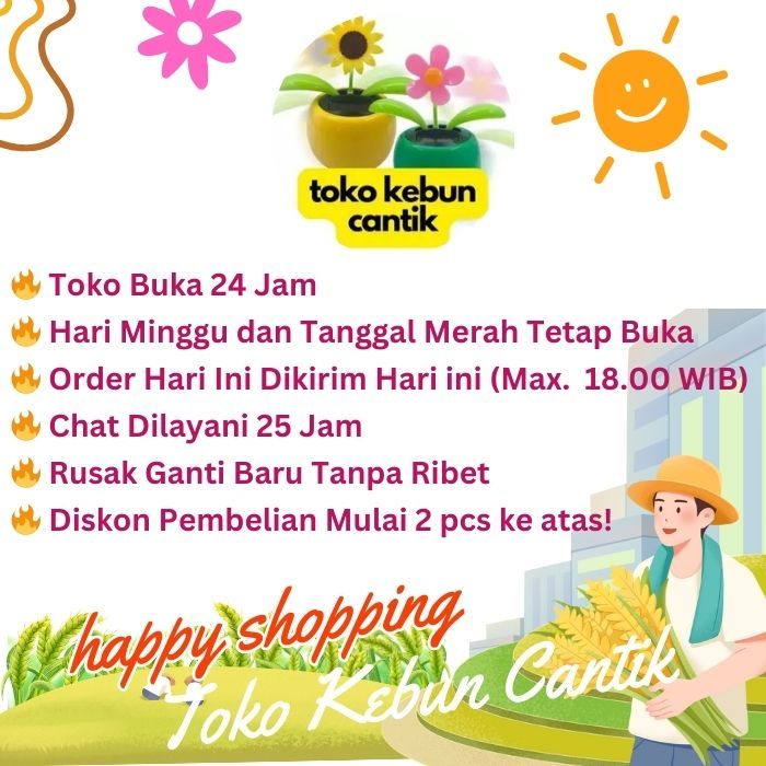 Obat Fungsida Patek yang Paling Ampuh NOPATEK untuk Cabe Cabai Terong Timun Tomat Sayuran