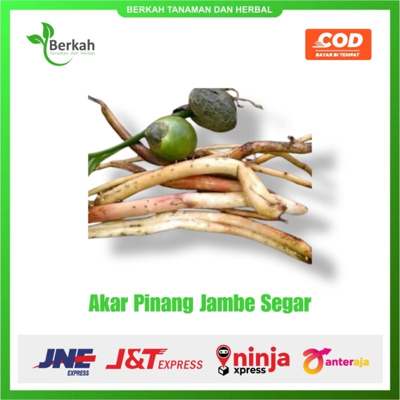 

Akar Pinang Jambe Segar / Akar Jambe Basah 1kg Cuci Kirim