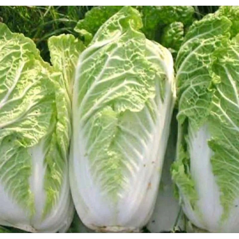 

INSTAN - SAWI PUTIH 500GRAM