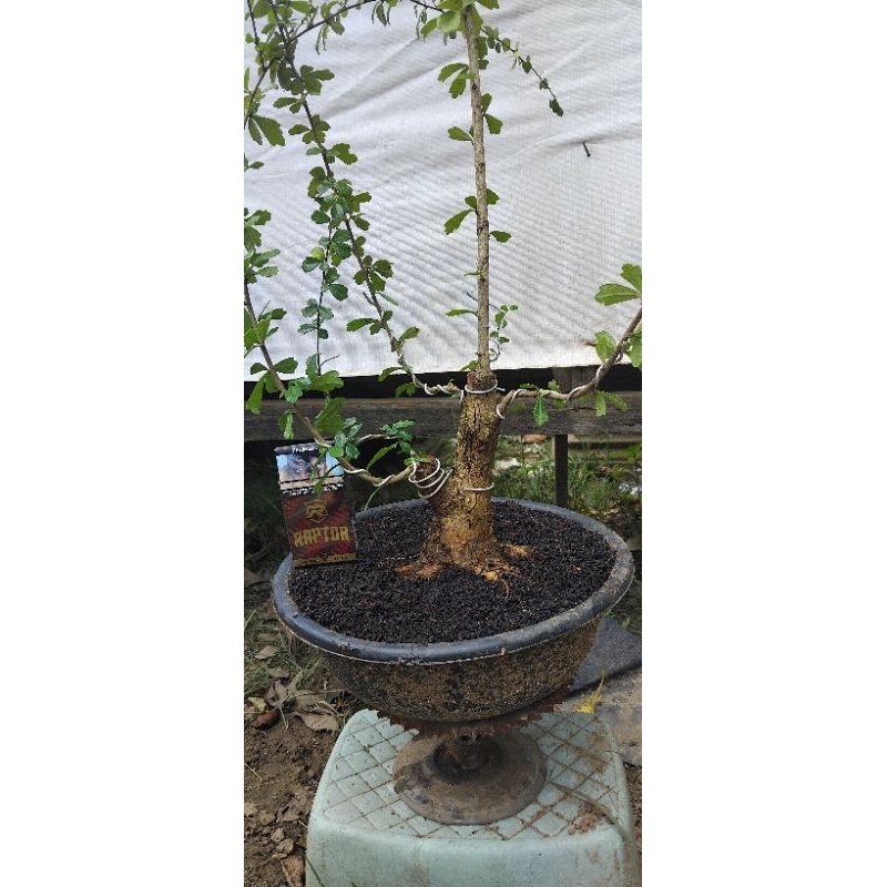 bahan bonsai hokianti lokal